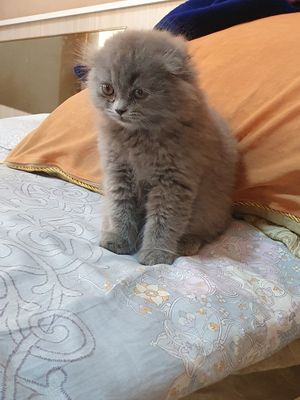 тоза кон мушукчалар