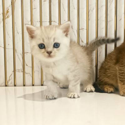 Продаются шотландские котята Скотиш Страйт