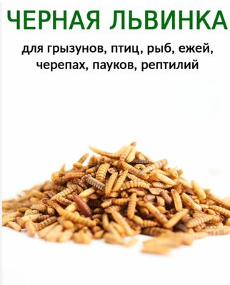 Сушоная черная львинка за 1 кг