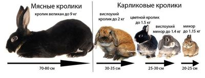 Карликовые кролики
