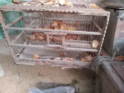 Сотиладигон кушларга кафаст бор