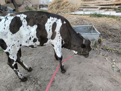 Buzoq, urg'ochi, g'unajin, golland va mahalliy zot chatishmasi