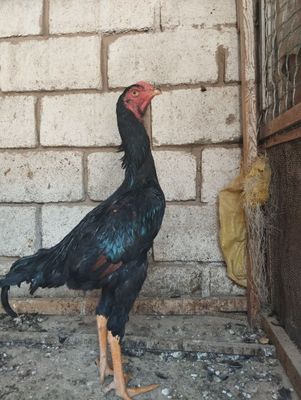 Juja sotiladi mart oyida chiqgan