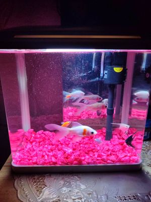 Аквариум с рыбками / Akvarium baliqlaribilan