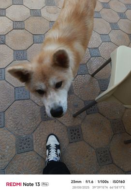 Akita inu toza paroda