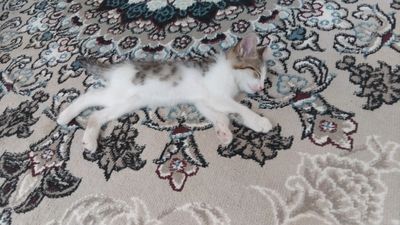 Hadiyaga 2oyli mushukchala beramiz