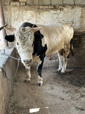 Buqa Sotiladi Paroda