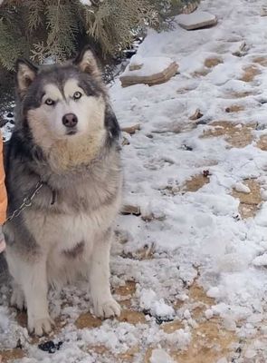 Хаски маламут 8 ойлик кизбола. Кувнок тишламайди болалар билан уйнайди