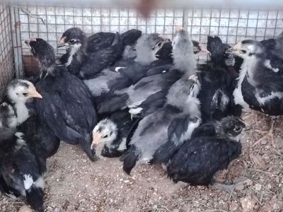 Кора шахзода 100%тоза кон