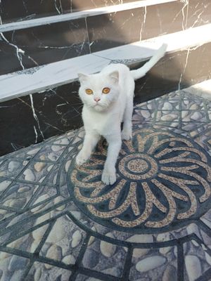 Срочно продам котят