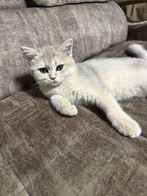 Котенок породы британская короткошерстная