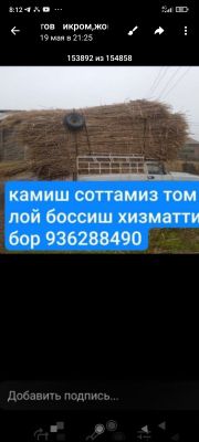 камиш соттамиз чорни патталлока
