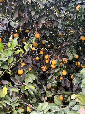 Limon optim sotiladi