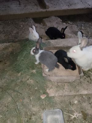 Quyon bolalari sotiladi ikki oylikdan oshgan