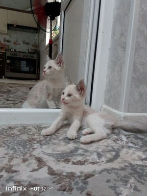 Mushuk bolalari Angora