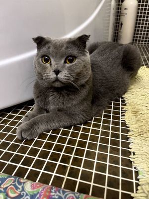 Кошка шотландский