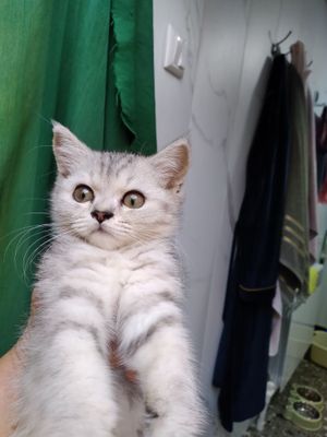 Котенок,породы шин-шила, продаётся за 600000 сум.