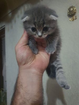 Висла уха амереканец
