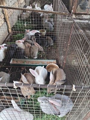 Quyonla sotiladi 50 mingdan 400 yuz mingacha