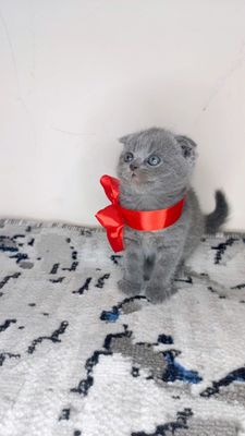 Шотландские котята Фолд и Страйт