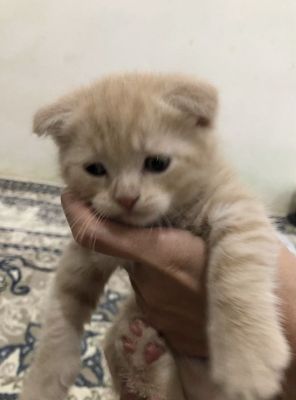 Продается скотиш фолд