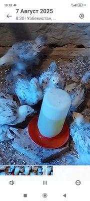 Икки ойлик светлый брама жужалари сотилади.