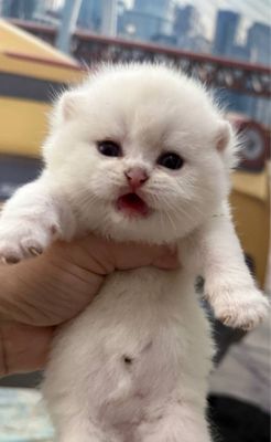 Чистокровные британские котята