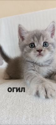 кошки продаётся