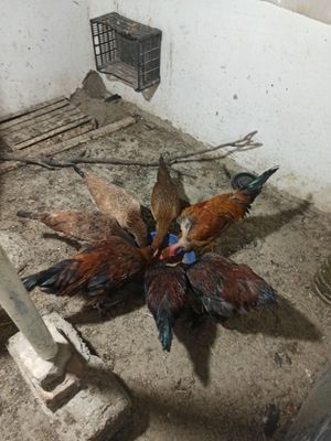 Assalomu alaykum sogʻlom tovuq va xoʻrozlar sotiladi.