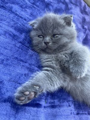 Продается котята скоттиш-фолд и страйт