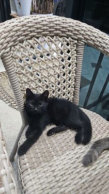 Продаются котята. Породистые.