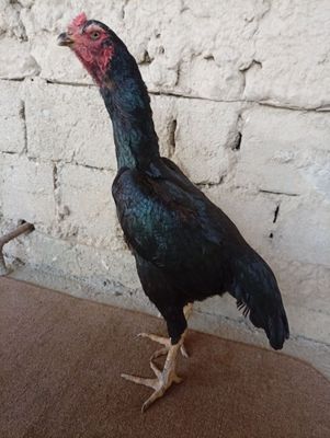 Dakan tovuq sotiladi