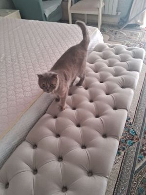 Кошечка скотиш фолд