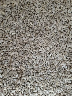 Qora semichka mag’izi. Ядра чёрных семечек