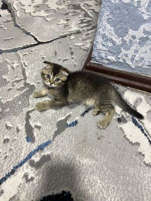 Шиншила скотиш фолд котенек