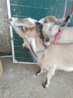 Продаю козлят пародисты альпийские