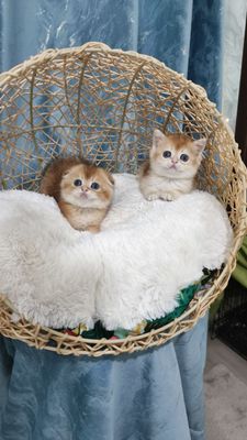 Продаётся чистокровное шотландские котята