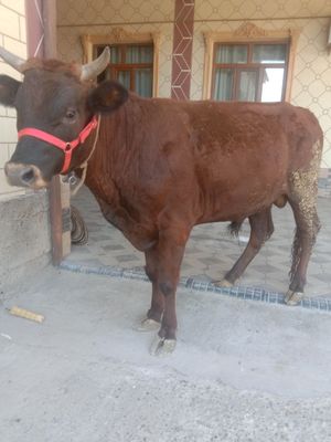 Кизил катта бука сотилади