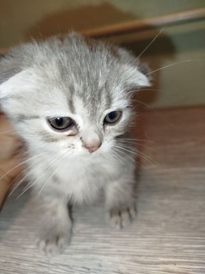 Scottish fold sotiladi shirintoy shox mushukcha onasi Scottish fold