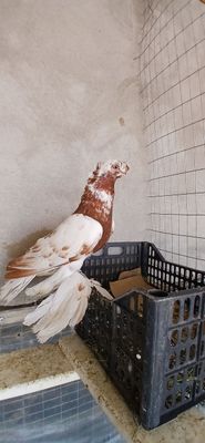 Чинни самец молодой