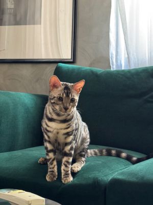 Продам Бенгальский кот, возраст годик