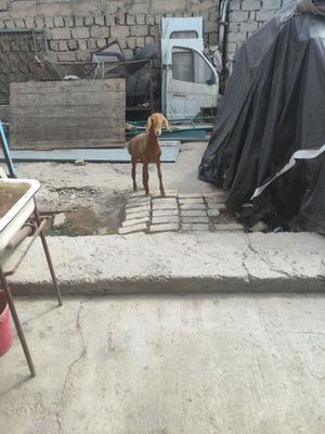 Toqli qozi sotiladi.