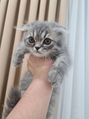 Продается котенок