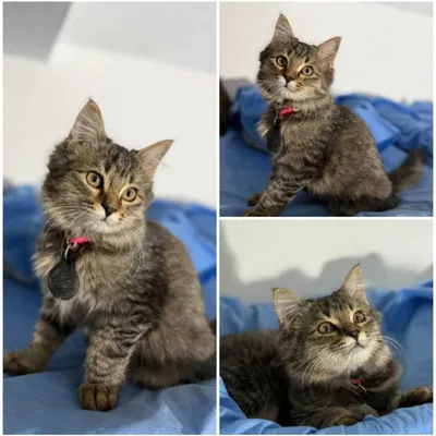 Котёнок, ухоженный, 4-5 месяцев