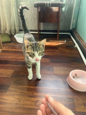 Кошка котенок !!