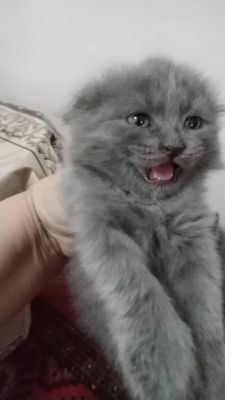 Шотландский мушикчала