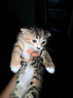 Вислоухий котёнок