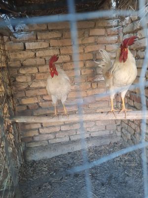 Sotiladi xurozlar