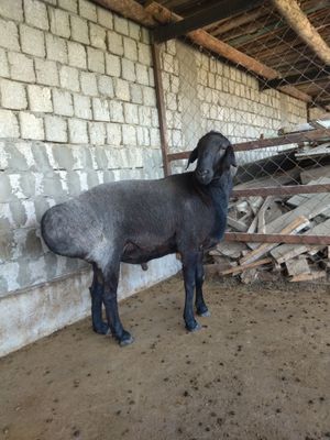 Zotdor qoʻchqor sotiladi 3 yosh rangi qora shoxi yuq narxi 2000 $