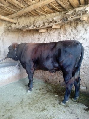 Buqa sotiladi srochni, samarqand viloyati Urgut tumani